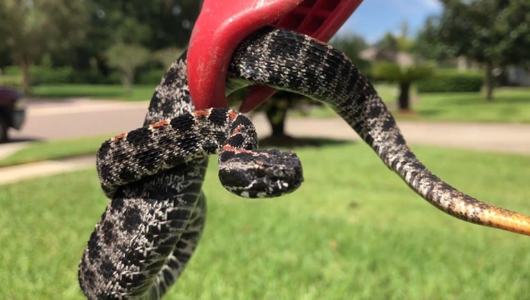 63a55bba-WOFL-pygmy-rattlesnake-100318_1538606319457-402429.jpg