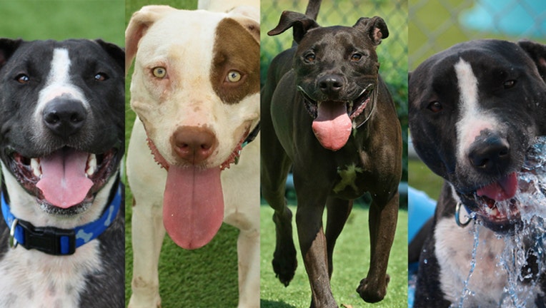 60c7dc15-WTVT remaining adoptable pups 092518_1537887808165.jpg.jpg