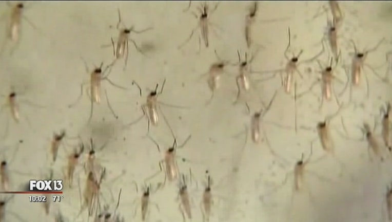 0e103753-Zika_emergency_declared_0_20160204033318