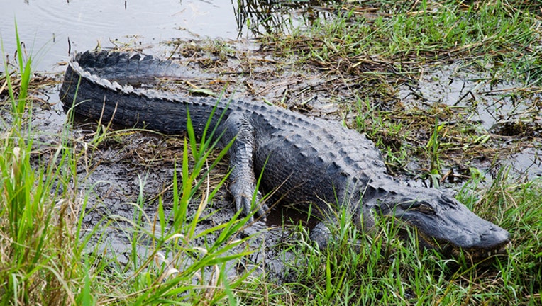 alligator stock photo_1525771562134.jpg.jpg