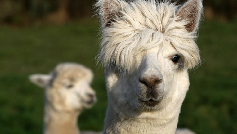 d4ed0e4e-GETTY alpaca_1534859898438-402429.png