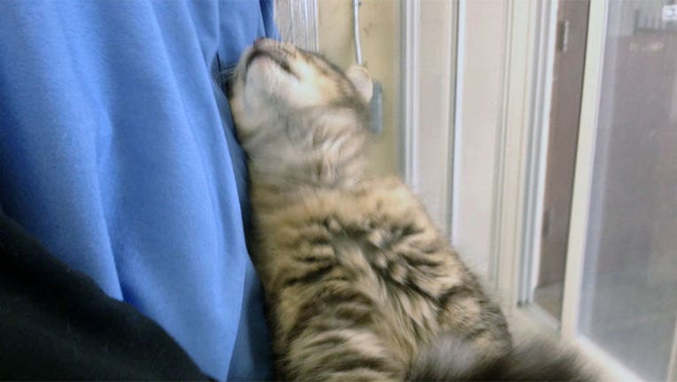 de98b9a9-animal-abuse-registry_1456959700548-402429.jpg