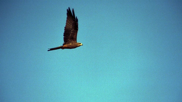 fd66d951-australian birds_1515779884803.jpg.jpg