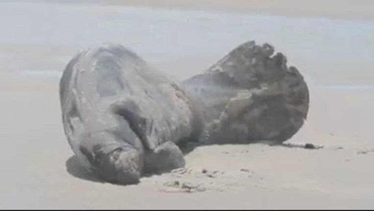 2fa5aaeb-beached-manatee_1529960209718-402429.jpg