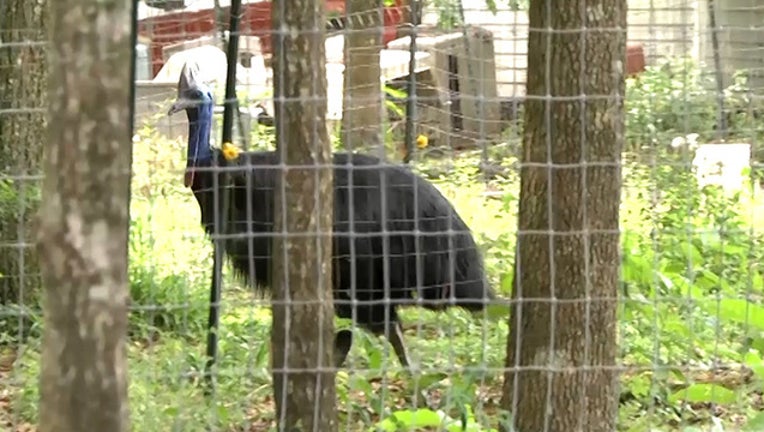 edebf4f8-cassowary WCJB source_1556187357356.jpg.jpg