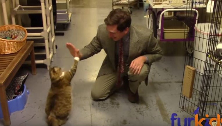 5b3c3af0-cat2a_1483634174623.jpg