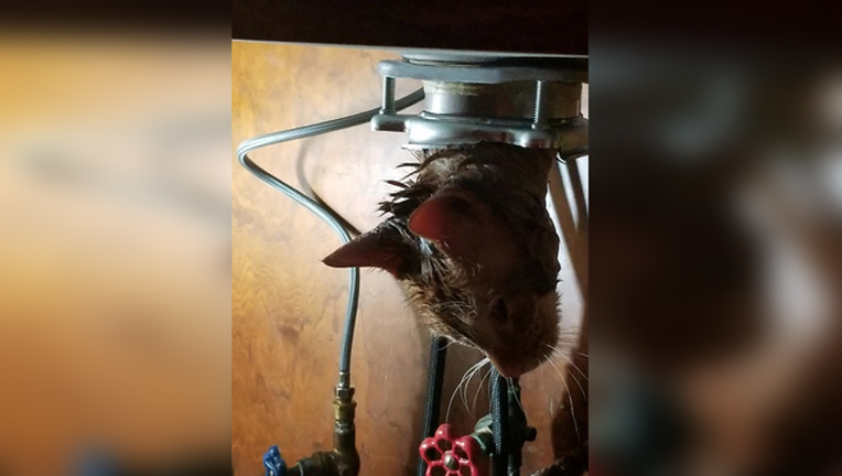 1b85953b-cat_rescued_garbage_disposal_022118_1519233825663-401096.png