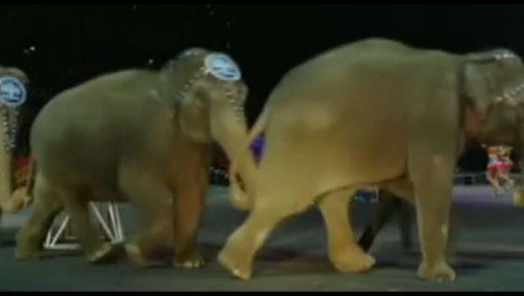 cb3461bf-circus elephants_1462139862925.JPG
