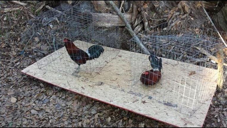 febeac98-cockfight_1456613910101.JPG