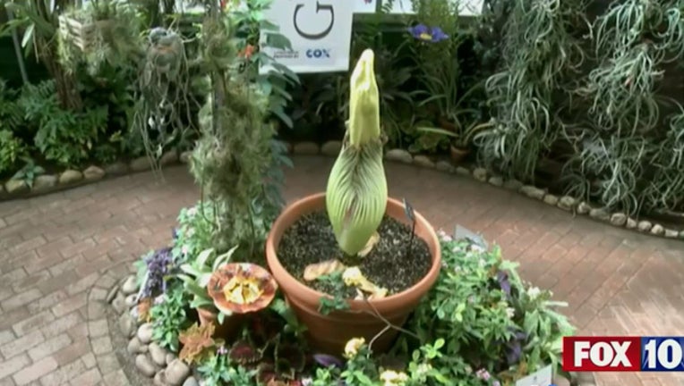 Watch Rare Corpse Flower Blooming At Tucson Botanical Gardens