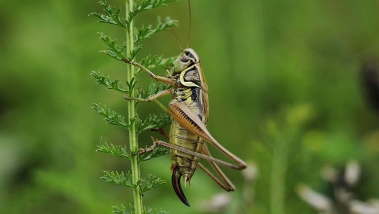 2f2de710-cricket stock image_1533909279956.jpg.jpg