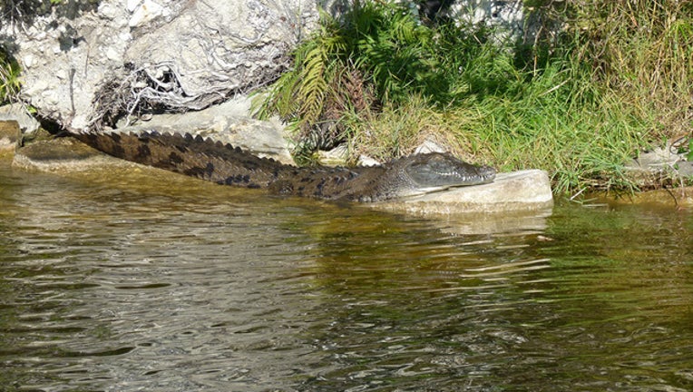 648d6ed2-crocodile2_1463689239238.jpg