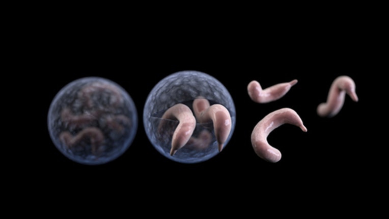 3e9404f8-cryptosporidium-144ppi_1495319842028.jpg