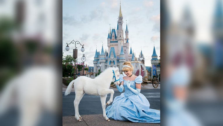 a5c3bdbf-disney cinderella pony_1556404391960.jpg.jpg