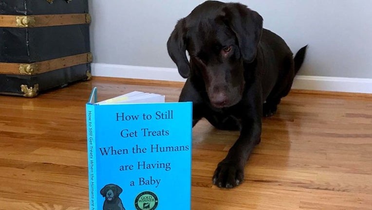 Dog Researches How To Get Treats When Human Baby Arrives