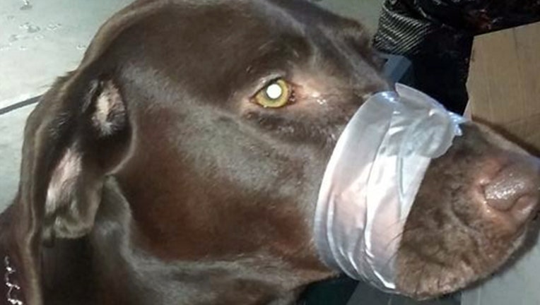 26755c0f-dog with mouth taped shut NC_1556918996235.jpg.jpg