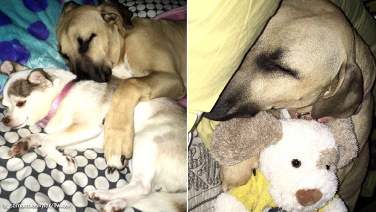 Dog hugging stuffed animal shop