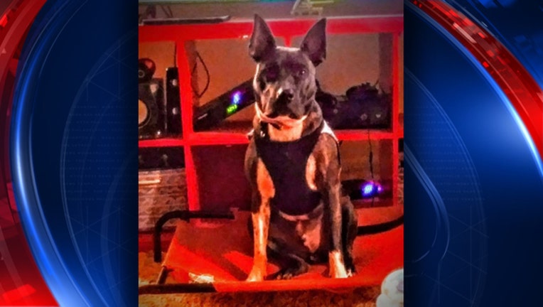 e0e634cb-draco missing service dog citrus_1560637374098.jpg.jpg