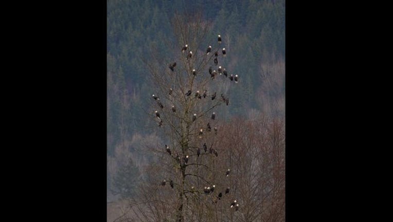 33c56b66-eagles in tree_1447450377802.jpg