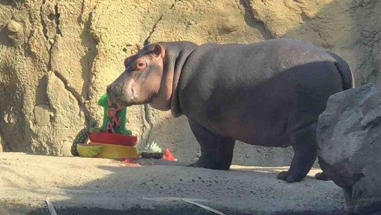 Fiona the baby hippo celebrates first birthday