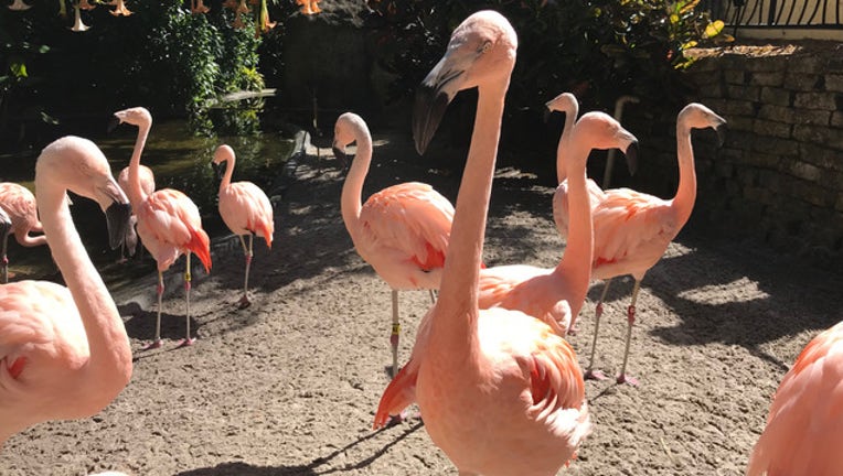 4b425b58-flamingos 2_1519432094947.jpg.jpg