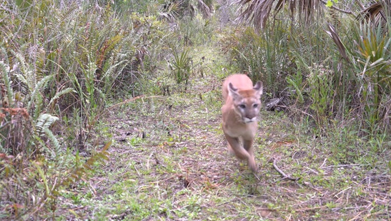 e6bfd772-florida panther 2018_1562161544330.jpg.jpg