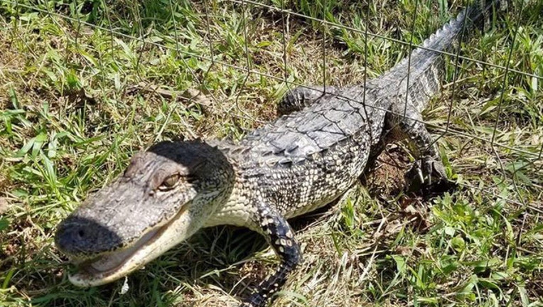 10e8d121-gator in fence 2_1505750369302.jpg