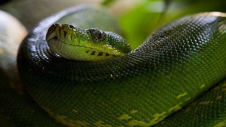 281cdd52-green-tree-python-snake-python-morelia-viridis-60512_1484062593526.jpeg