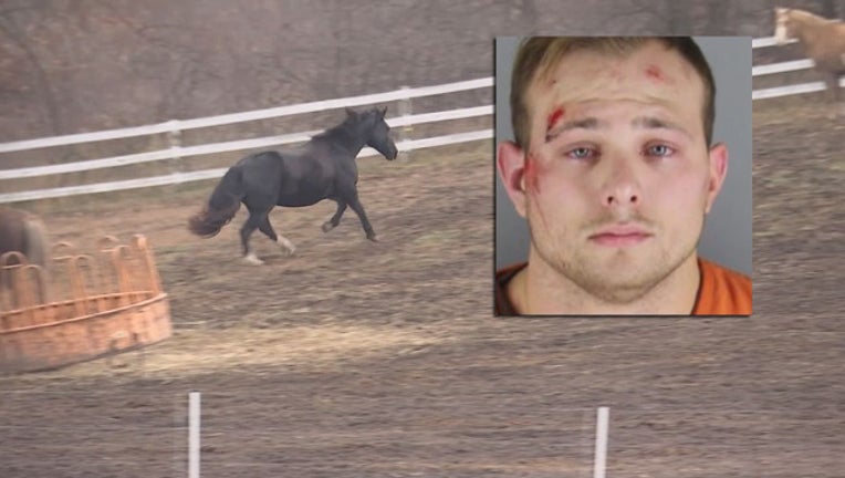 e14a12e2-horse punch arrest_1509970493676.jpg