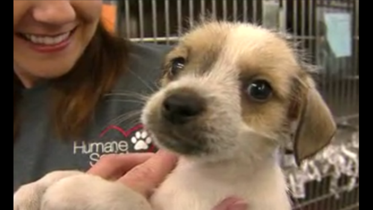 1f83f3de-humane society puppy_1443903957920.png