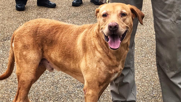 a43f758a-jacksonpd ringo_1545058019308.jpg.jpg