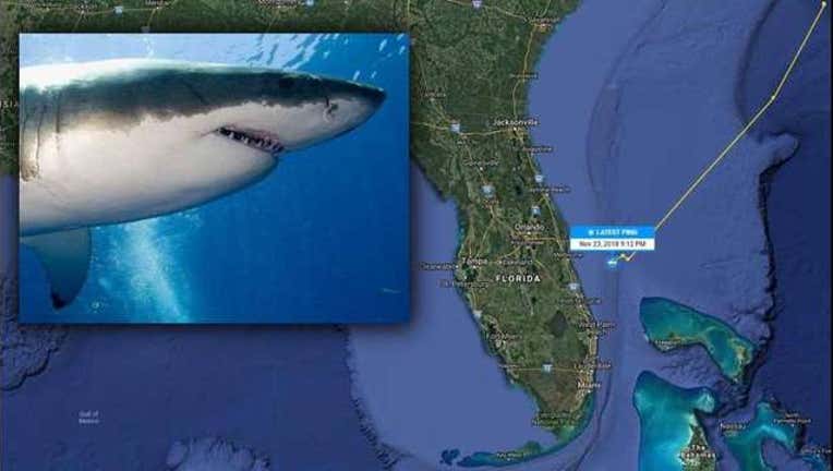 fca79db3-katharine-shark-track-florida_1543271814962.jpg