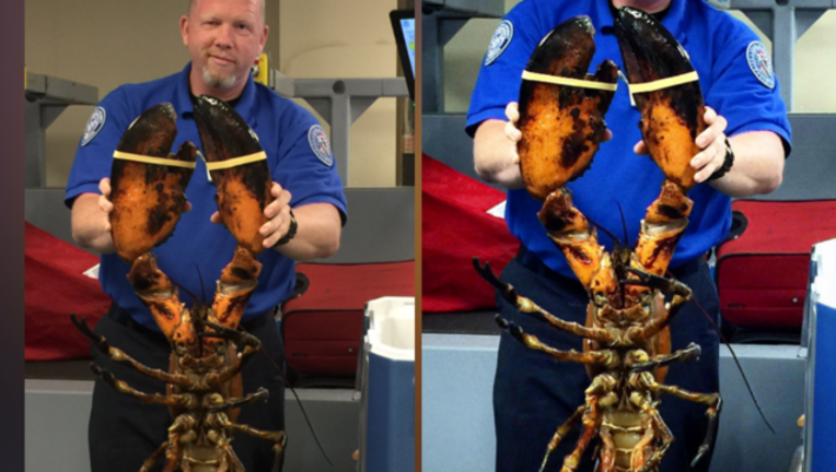 178f3149-lobster TSA_1498514915505-407068.PNG