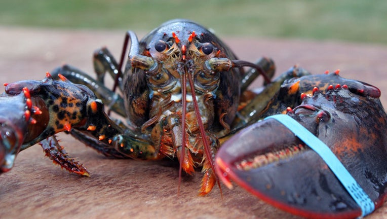 010f15ae-lobster stock photo_1524656530039.jpg.jpg