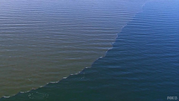 madeira beach red tide 4_1536587191126.jpg.jpg