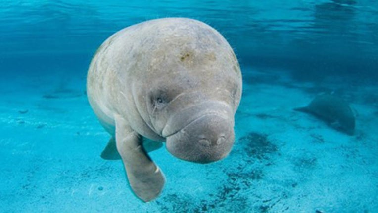 manatee awarenessa1_1478034515846.jpg