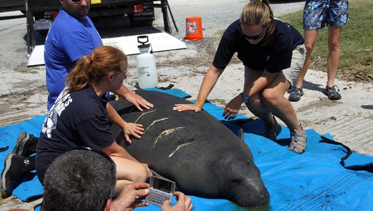 3f3d7e87-manatee rescue_1450906197348.jpg