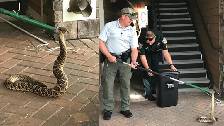 a17bcccd-manatee snake_1508269361621.jpg
