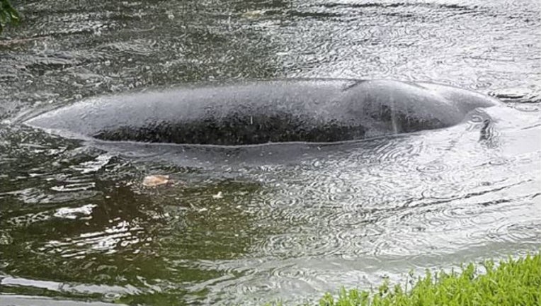 cc9f8870-manatee2_1465255055320.jpg