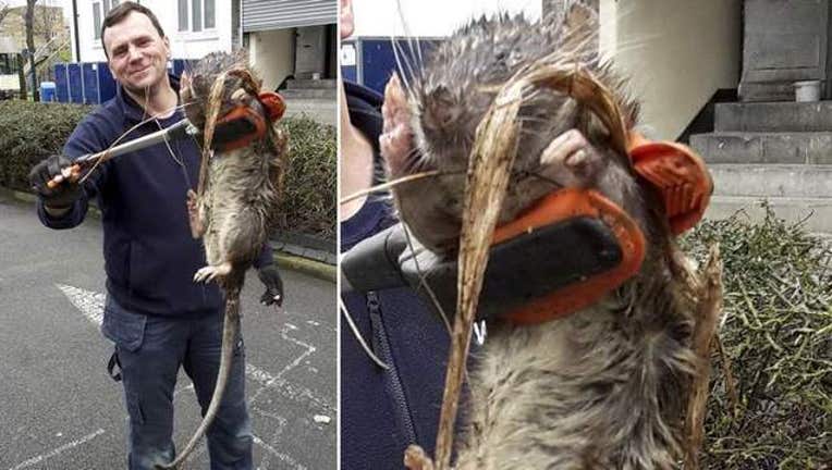 4cb11c6e-massive-rat-in-london-adaptive-comp-1-736x414_1457714515022-408795.jpg