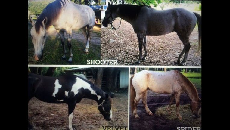 a4b65e61-missing horses_1447366411435.jpg