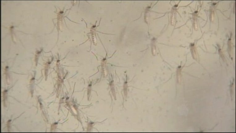 9959fdb7-mosquito_1440789425233.jpg