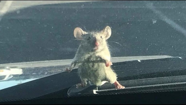 a86424df-mouse on car_1518464366043.PNG-407068.jpg