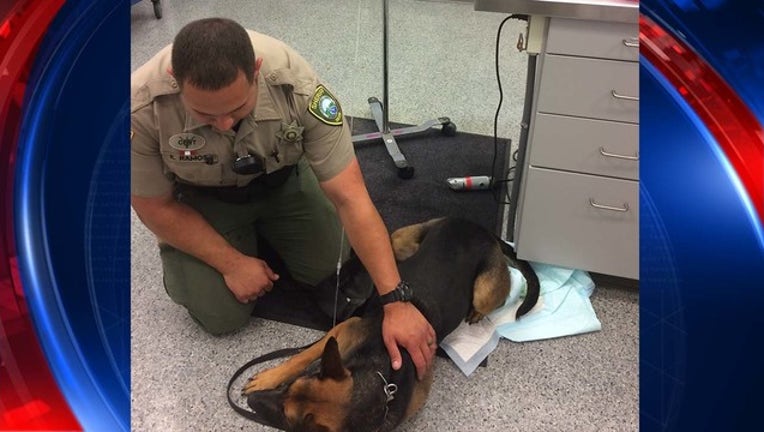 6f5fa007-narcan k9_1533915038491.jpg.jpg
