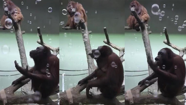 f2349f1d-orangutan bubbles topeka zoo storyful_1547841440375.jpg.jpg