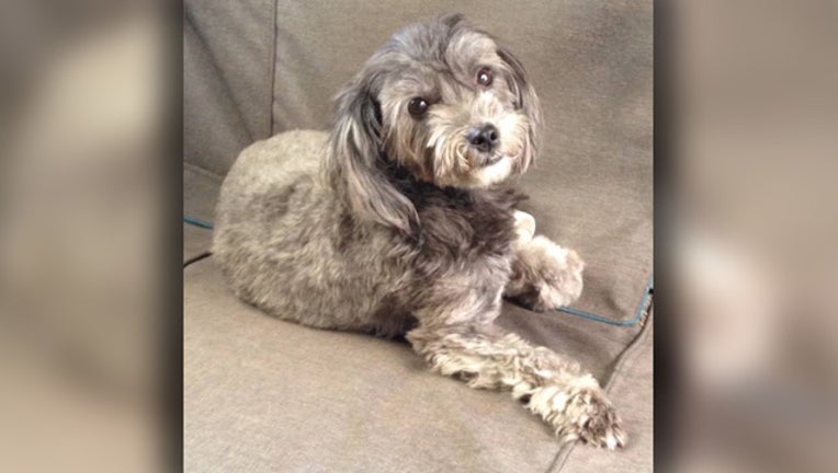 f1505015-pinellas park service dog missing_1555785046554.jpg.jpg