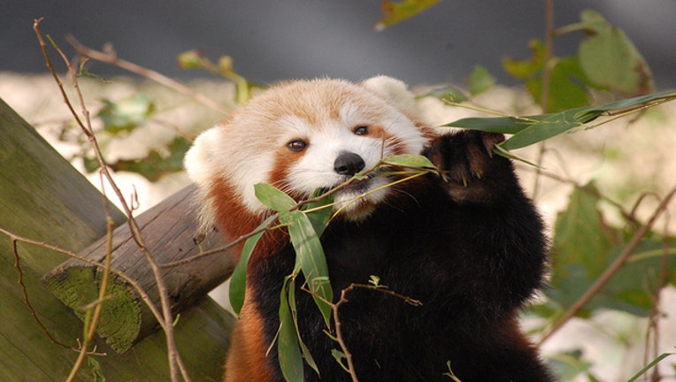 dcee6088-redpanda_web_1485353425636.jpg