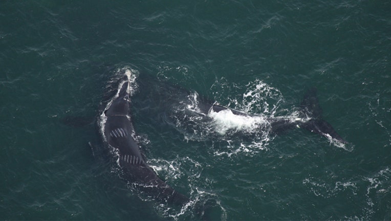 right whale - fwc photo_1522155558467.jpg.jpg