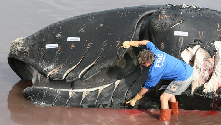 366349f7-right whale_1562767133356.jpg.jpg