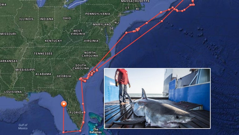 616aad03-savannah shark_1517412237107.jpg.jpg